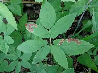 Klonterige zevenbladmineervlieg