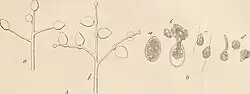 Sporangium en zoöspores