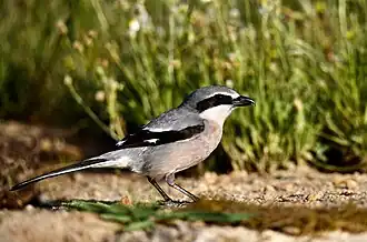 Iberische klapekster