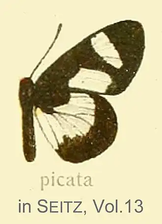 Alaena picata