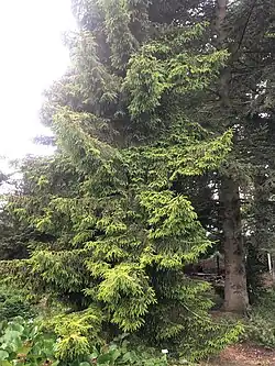 Picea orientalis ‘Aurea Compacta'