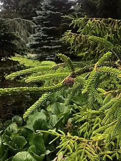 Picea orientalis ‘Aurea Compacta' naalden