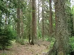 Bos van sitkasparren