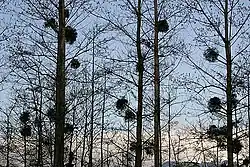 Groeiwijze van maretak