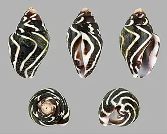 Pictocolumbella ocellata