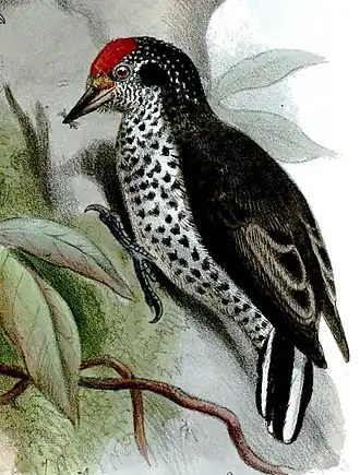 D'Orbigny's dwergspecht