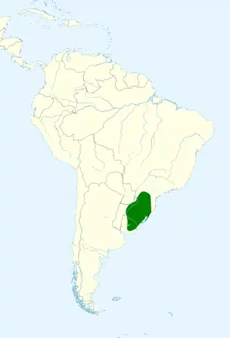 Bruinborstdwergspecht