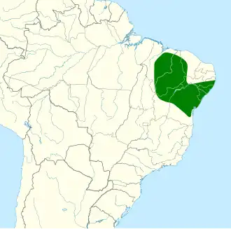 Gevlekte dwergspecht