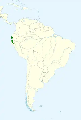 Ecuadordwergspecht