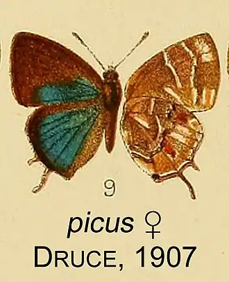 Apuecla picus