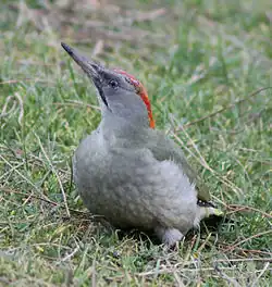 Iberische groene specht (Picus sharpei) ♀