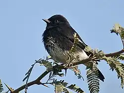 Mannetje (S. c. bicolor uit India)