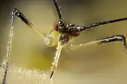 Kop van de gewone rozenluis