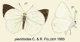 Theope pieridoides