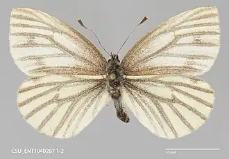 Pieris angelika