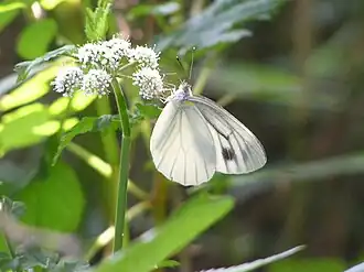 Pieris melete