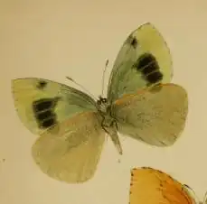 Pieris wollastoni