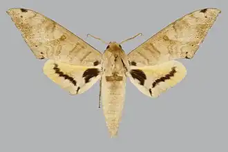 Pseudoclanis admatha
