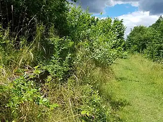 Pietrowice Głubczyckie in 2020