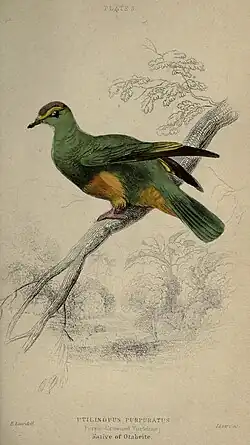 Tahitiaanse jufferduif (Ptilinopus purpuratus) uit het boek Pigeons (1845)