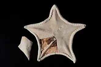 Pillsburiaster aoteanus