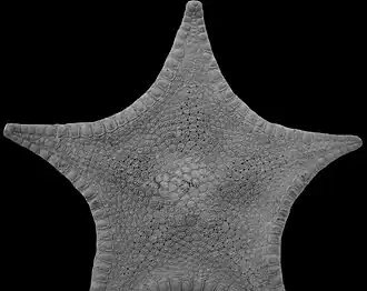 Pillsburiaster calvus