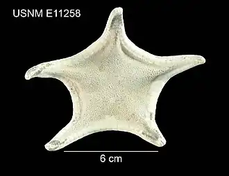 Pillsburiaster geographicus