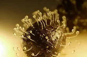 Gewone kogelschieter