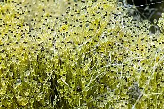 Gewone kogelschieter