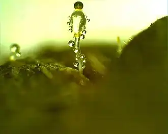 Oranjesporige kogelschieter