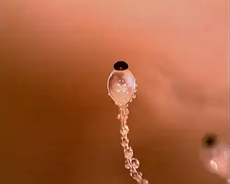 Dikwandspoorkogelschieter