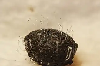 Kleinsporige kogelschieter