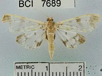 Pilocrocis sororalis