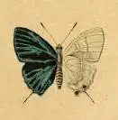 Pilodeudorix camerona