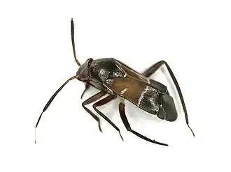 Pilophorus perplexus