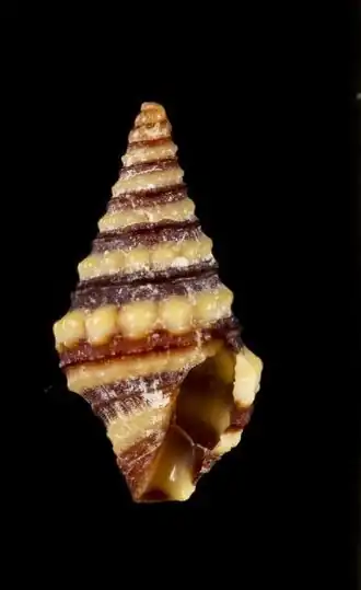 Pilsbryspira albocincta