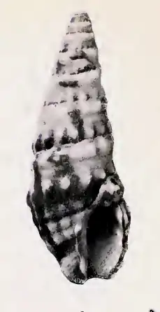 Pilsbryspira amathea