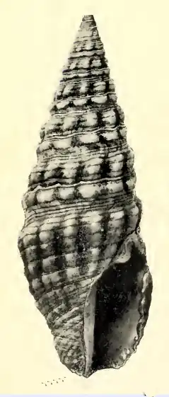 Pilsbryspira arsinoe