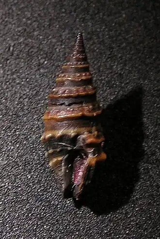 Pilsbryspira aterrima