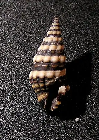 Pilsbryspira jayana