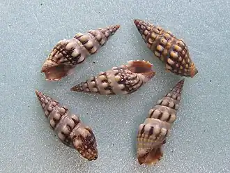 Pilsbryspira nymphia