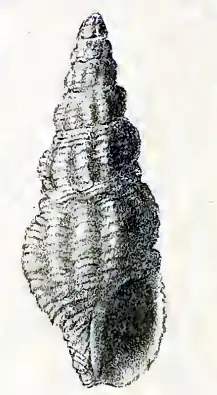 Pilsbryspira umbrosa