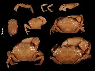 Pilumnopeus africanus