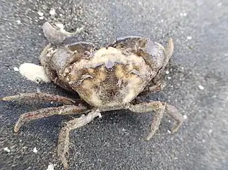 Pilumnopeus serratifrons