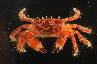 Pilumnus longicornis