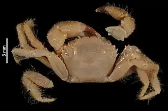 Pilumnus merodentatus