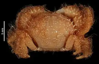 Pilumnus parableekeri