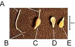 Tweetakkige carpofoor van de vruchthouder van de nootjes in de tweedelige splitvrucht van anijs