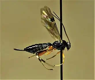 Pimpla flavicoxis