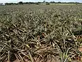 Ananas in Veracruz, Mexico. Latijns-Amerika produceert 35% van 's werelds ananas.
